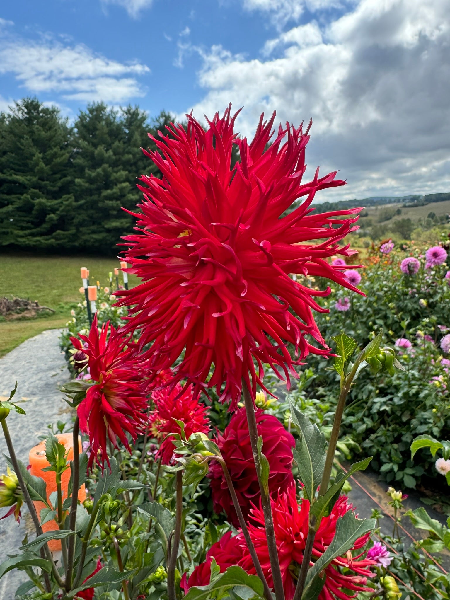 Bloomquist Joel- Single Dahlia Tuber