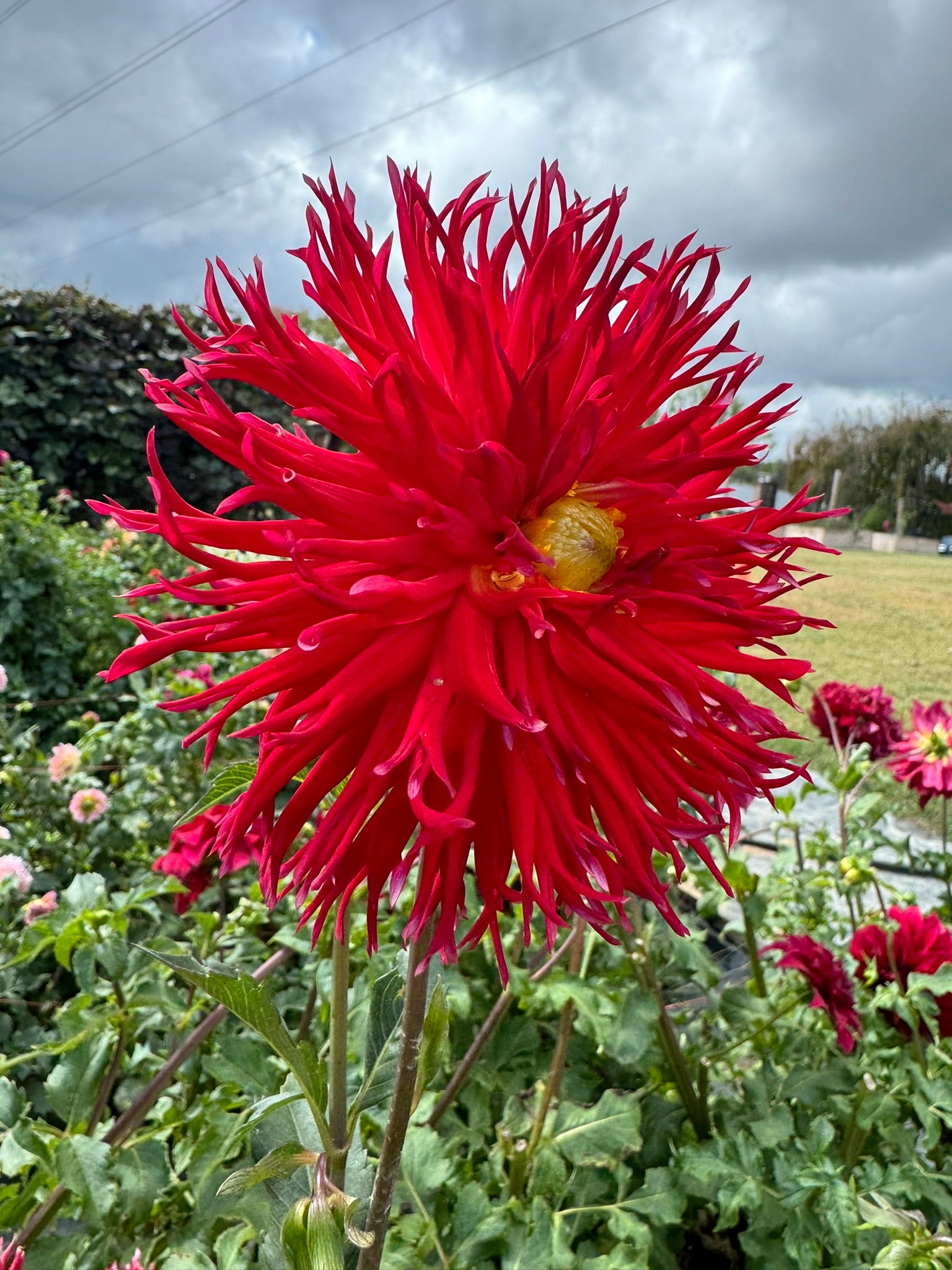 Bloomquist Joel- Single Dahlia Tuber