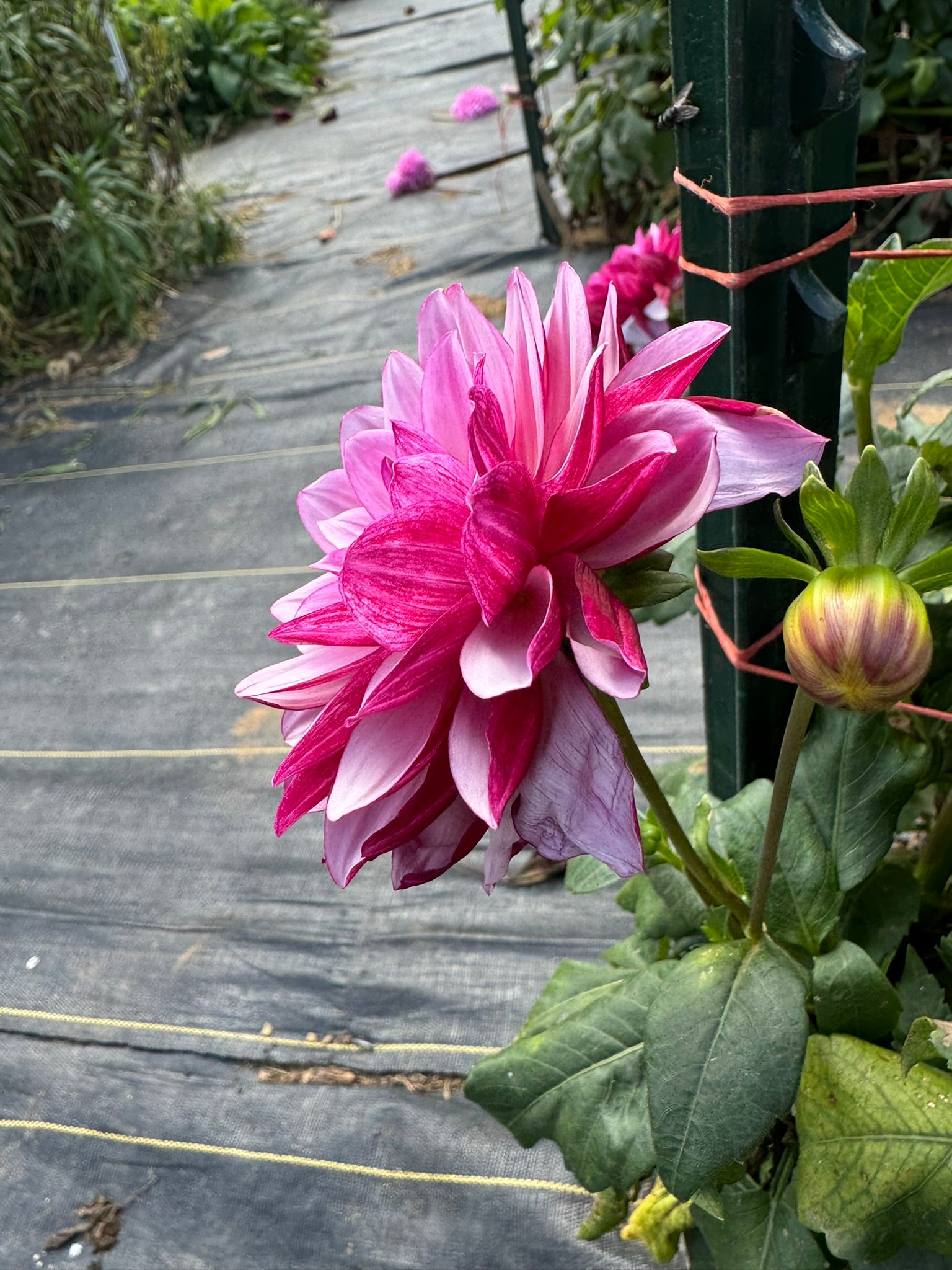 Crème De Cassis- Single Dahlia Tuber