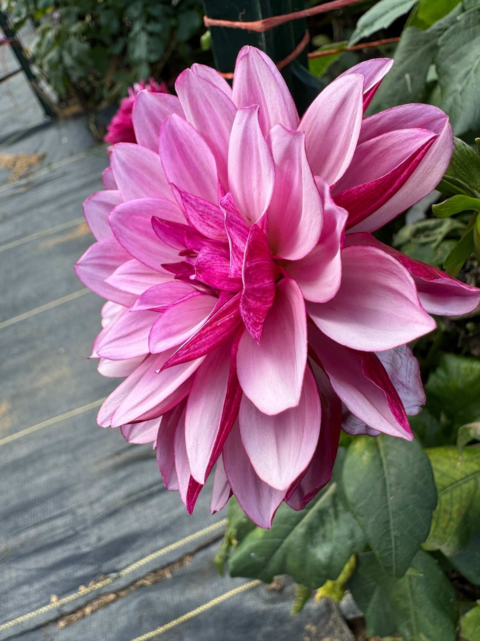 Crème De Cassis- Single Dahlia Tuber