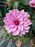 Crème De Cassis- Single Dahlia Tuber