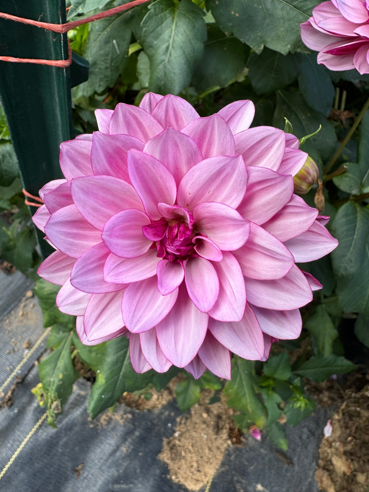 Crème De Cassis- Single Dahlia Tuber