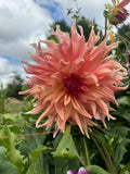 Penhill Watermelon- Single Dahlia Tuber