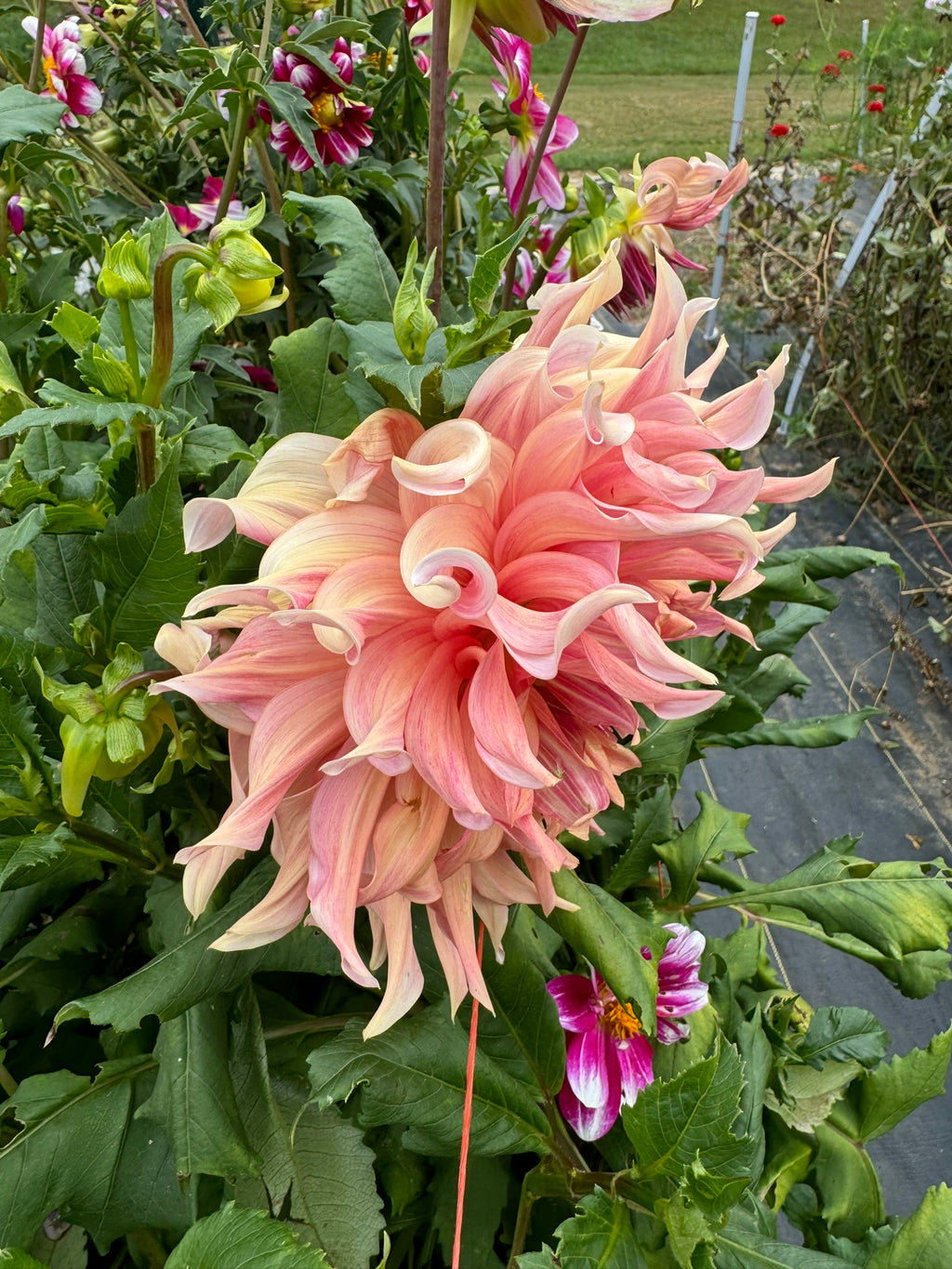 Penhill Watermelon- Single Dahlia Tuber