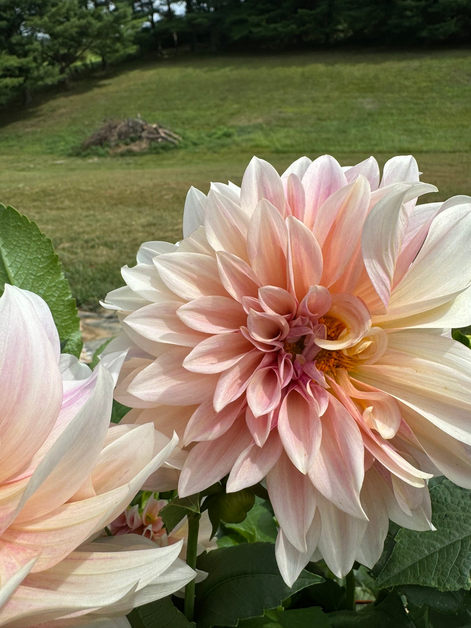 Café Au Lait - Single Dahlia Tuber