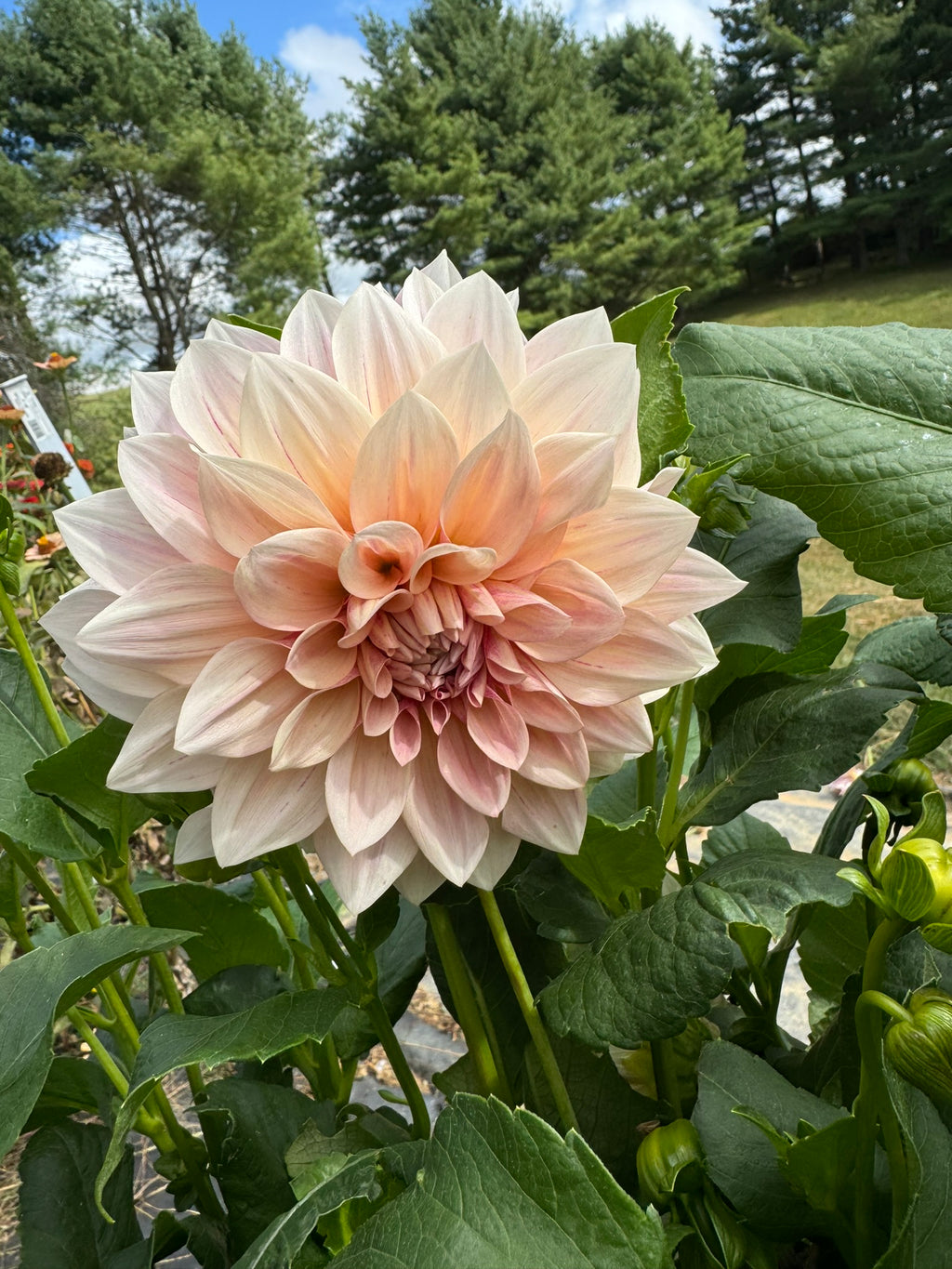 Café Au Lait - Single Dahlia Tuber