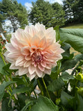 Café Au Lait - Single Dahlia Tuber