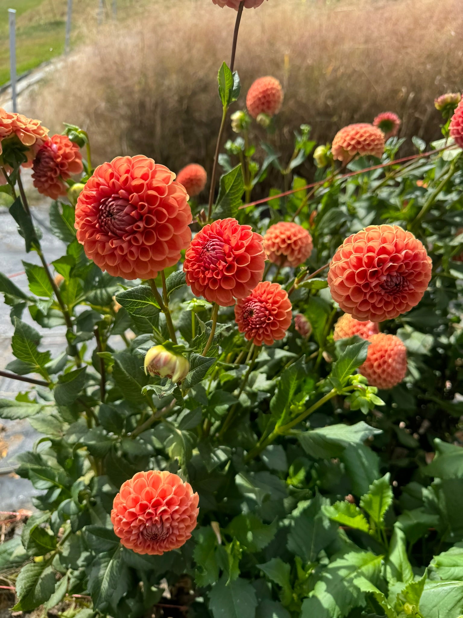 Cornel Bronze- Single Dahlia Tuber