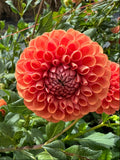 Cornel Bronze- Single Dahlia Tuber