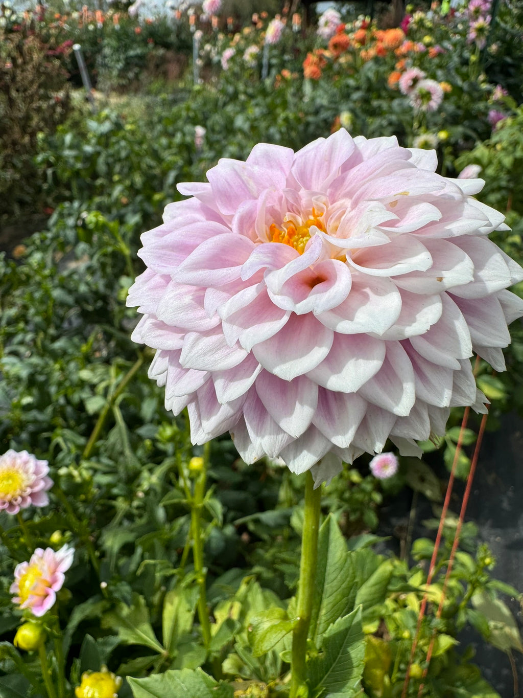 Sweet Love- Single Dahlia Tuber
