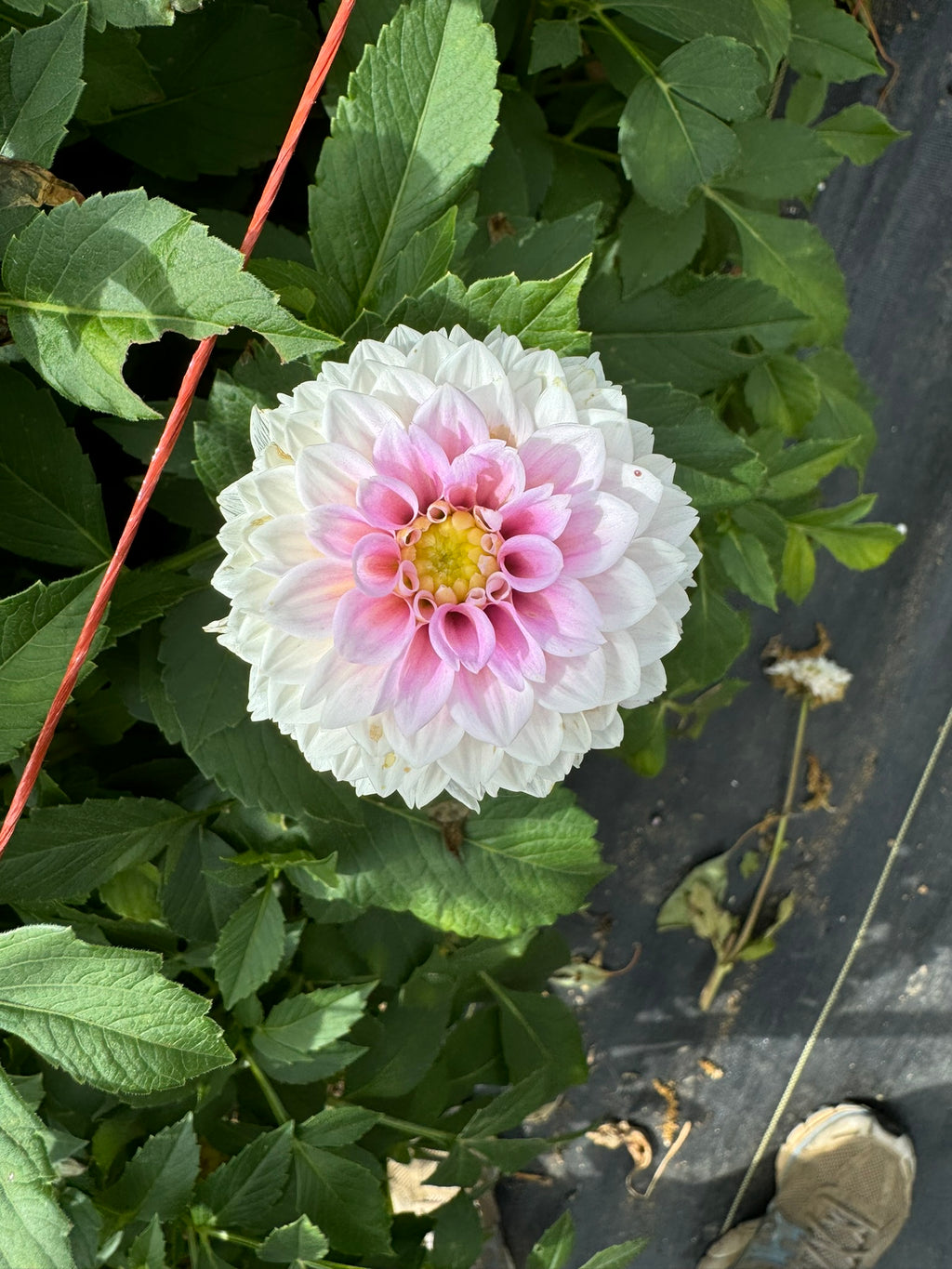 Sweet Love- Single Dahlia Tuber
