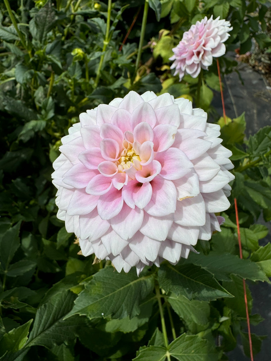 Sweet Love- Single Dahlia Tuber