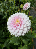 Sweet Love- Single Dahlia Tuber