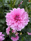 Café Au Lait Royal - Single Dahlia Tuber