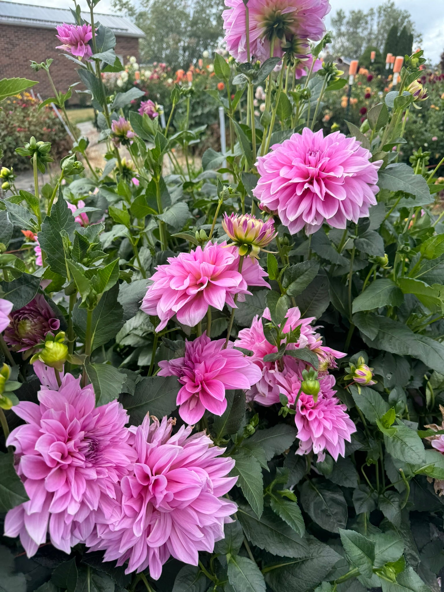 Café Au Lait Royal - Single Dahlia Tuber