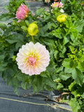 Tahoma Little One- Single Dahlia Tuber