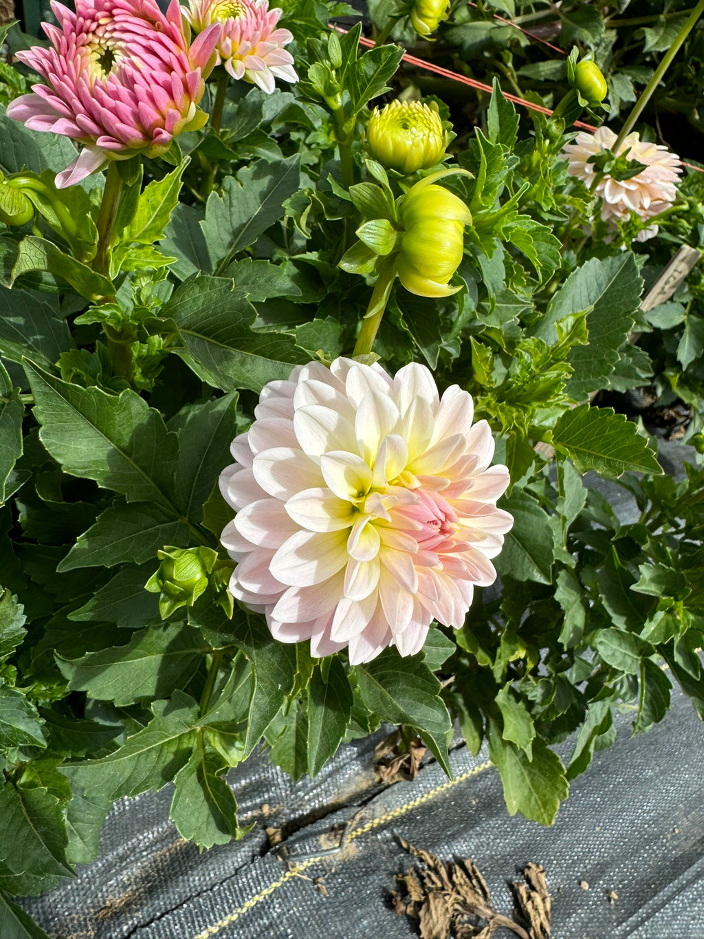 Tahoma Little One- Single Dahlia Tuber