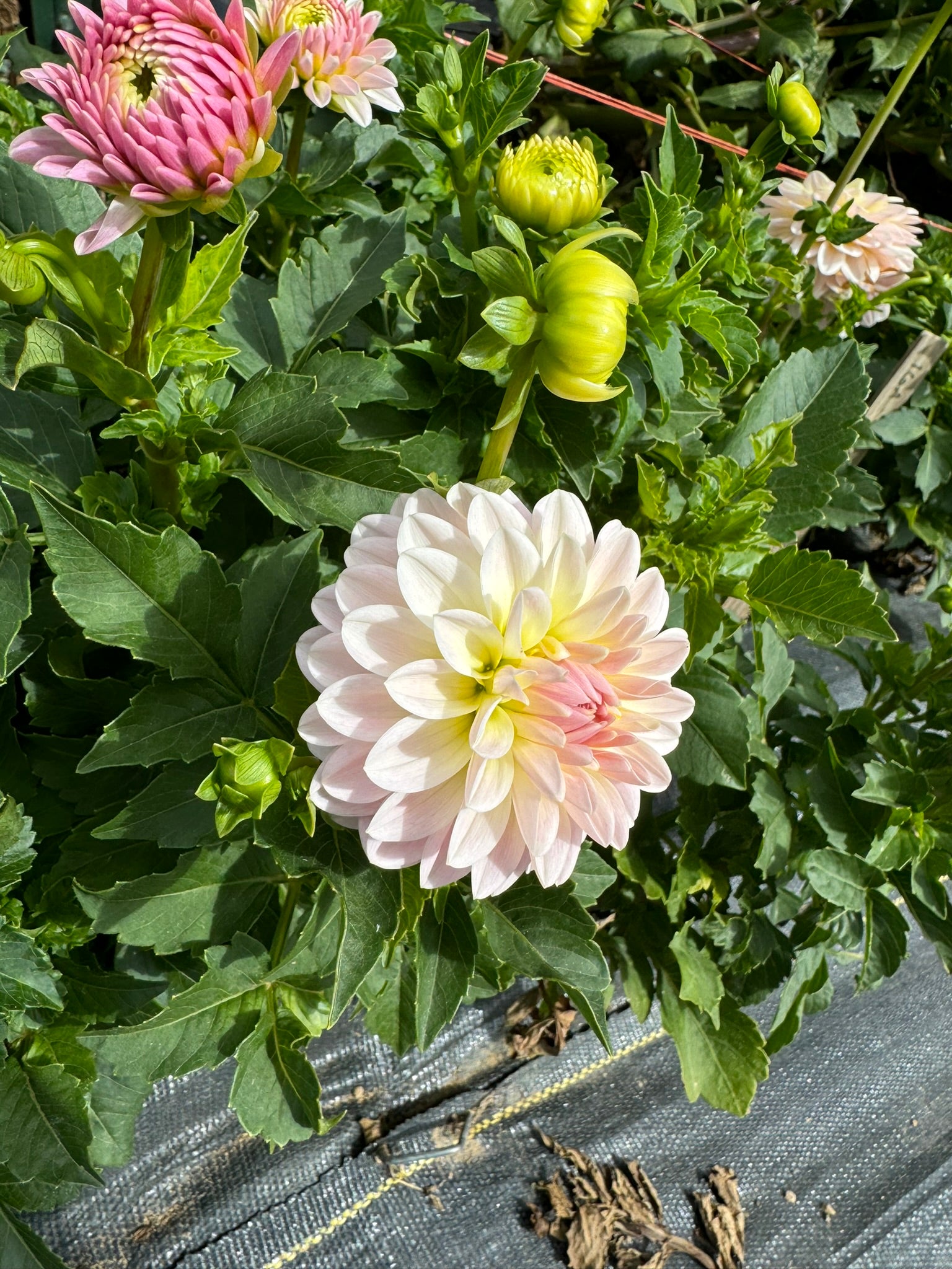 Tahoma Little One- Single Dahlia Tuber