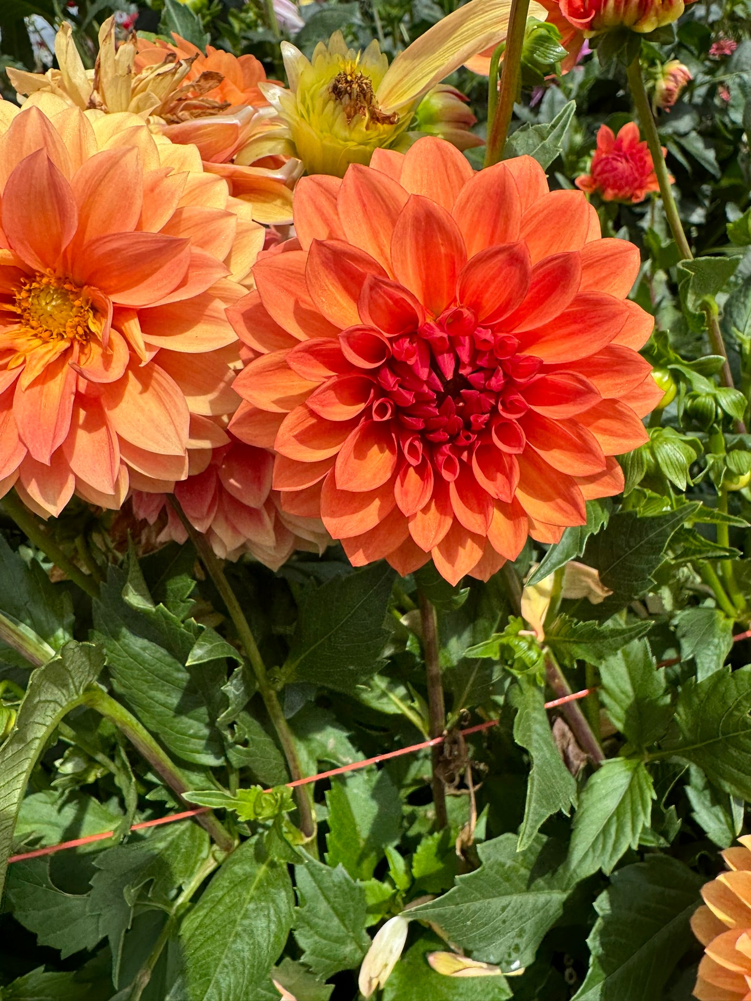 Tahoma Tiger- Single Dahlia Tuber