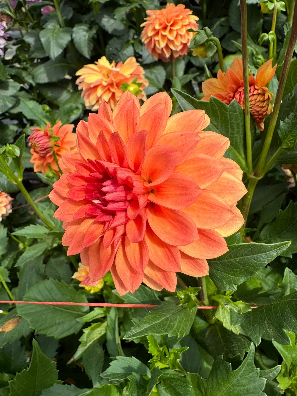 Tahoma Tiger- Single Dahlia Tuber