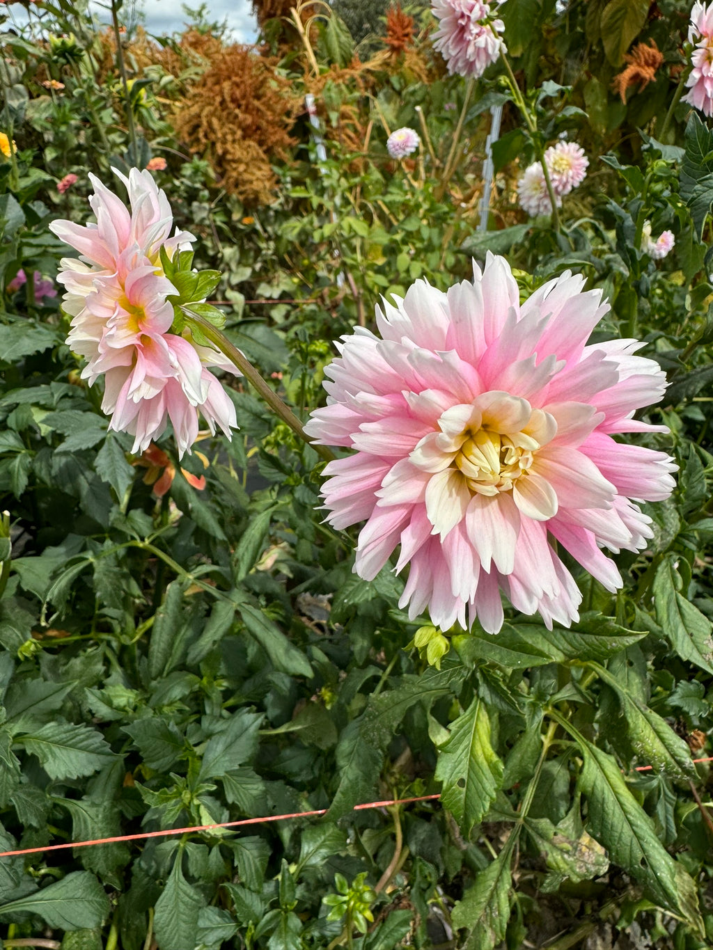 Gitts Perfection- Single Dahlia Tuber