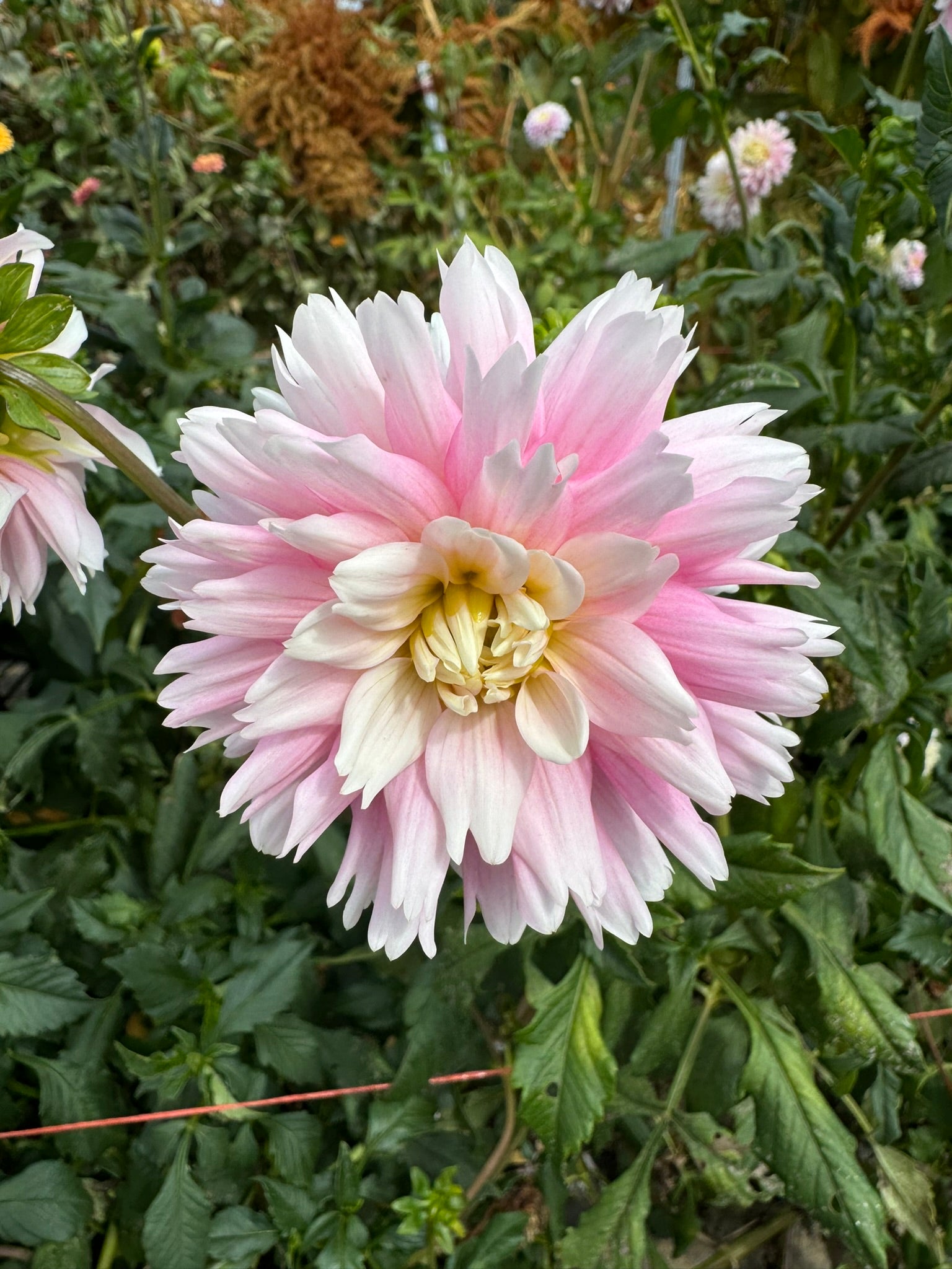 Gitts Perfection- Single Dahlia Tuber