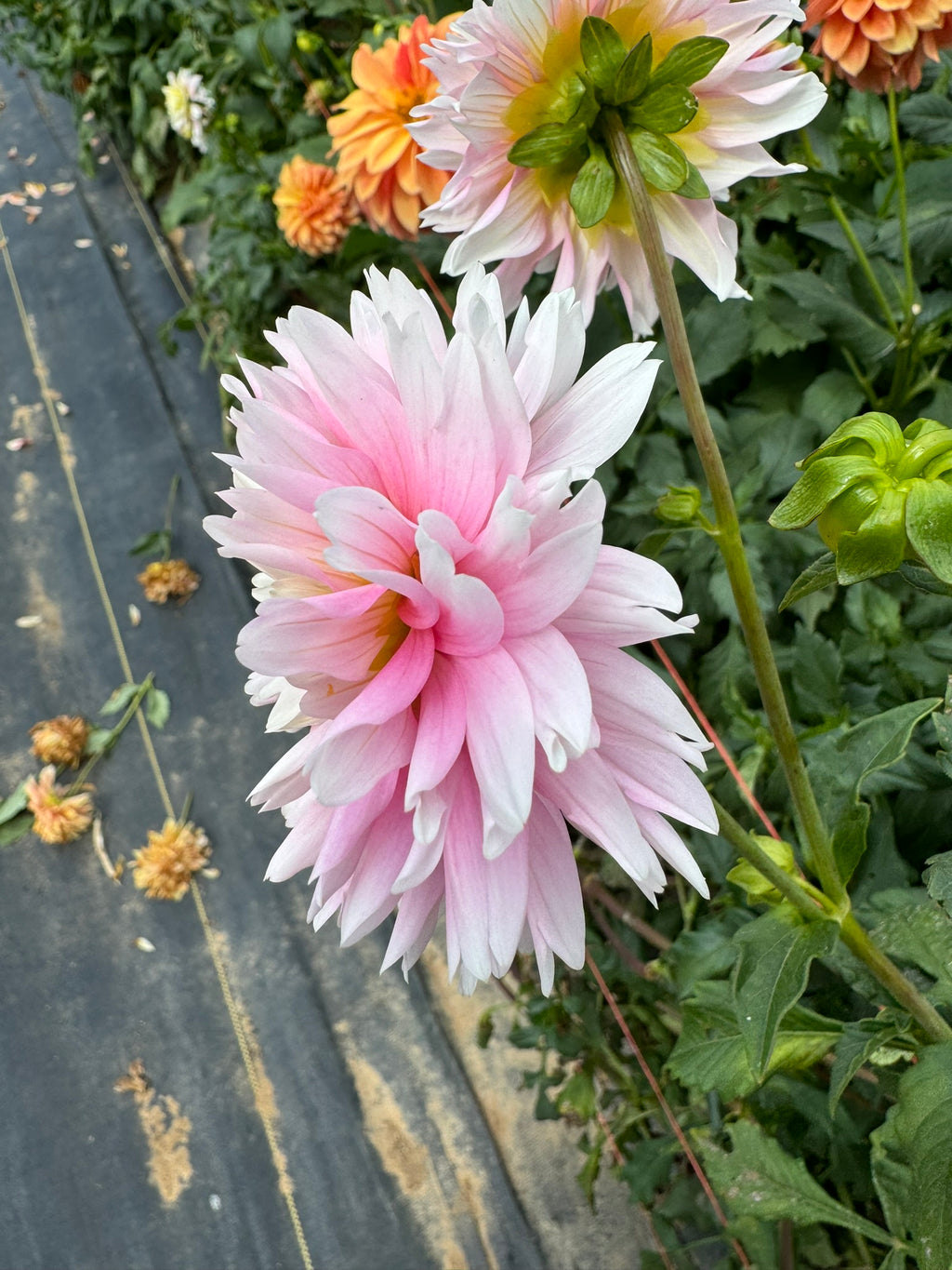 Gitts Perfection- Single Dahlia Tuber