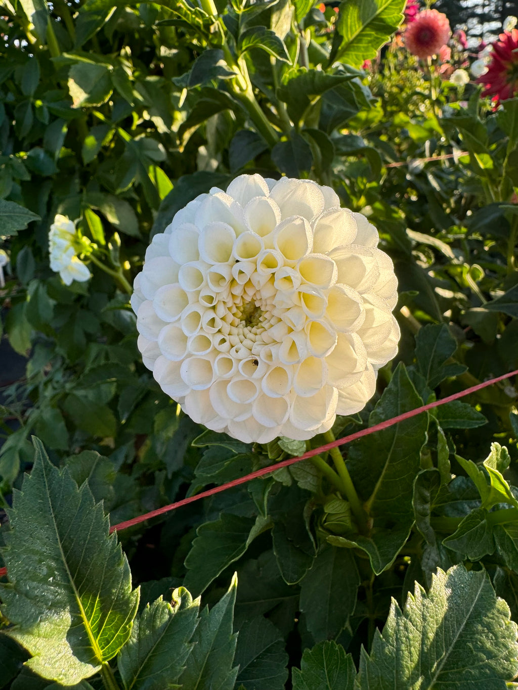 Solo- Single Dahlia Tuber