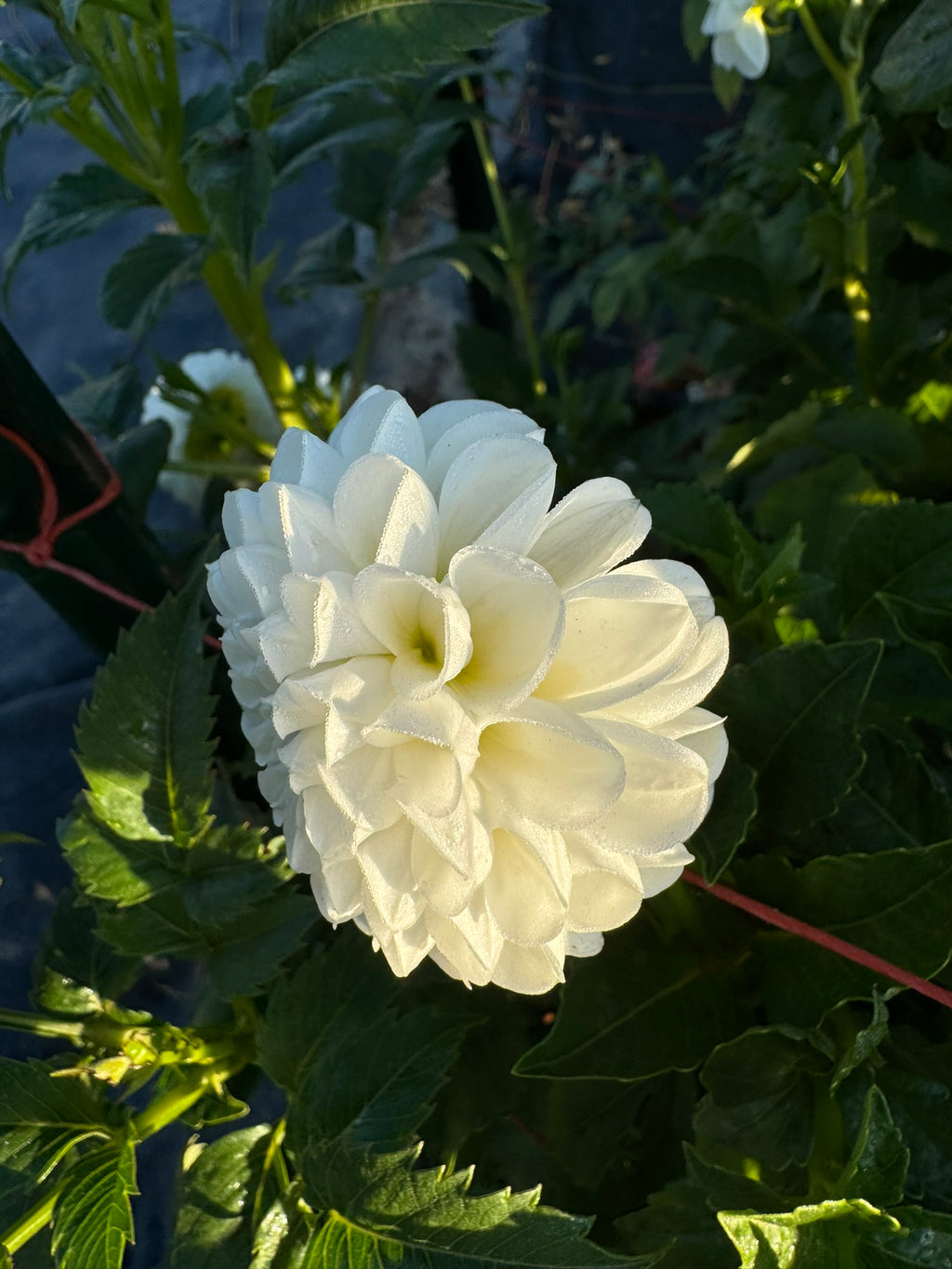 Solo- Single Dahlia Tuber