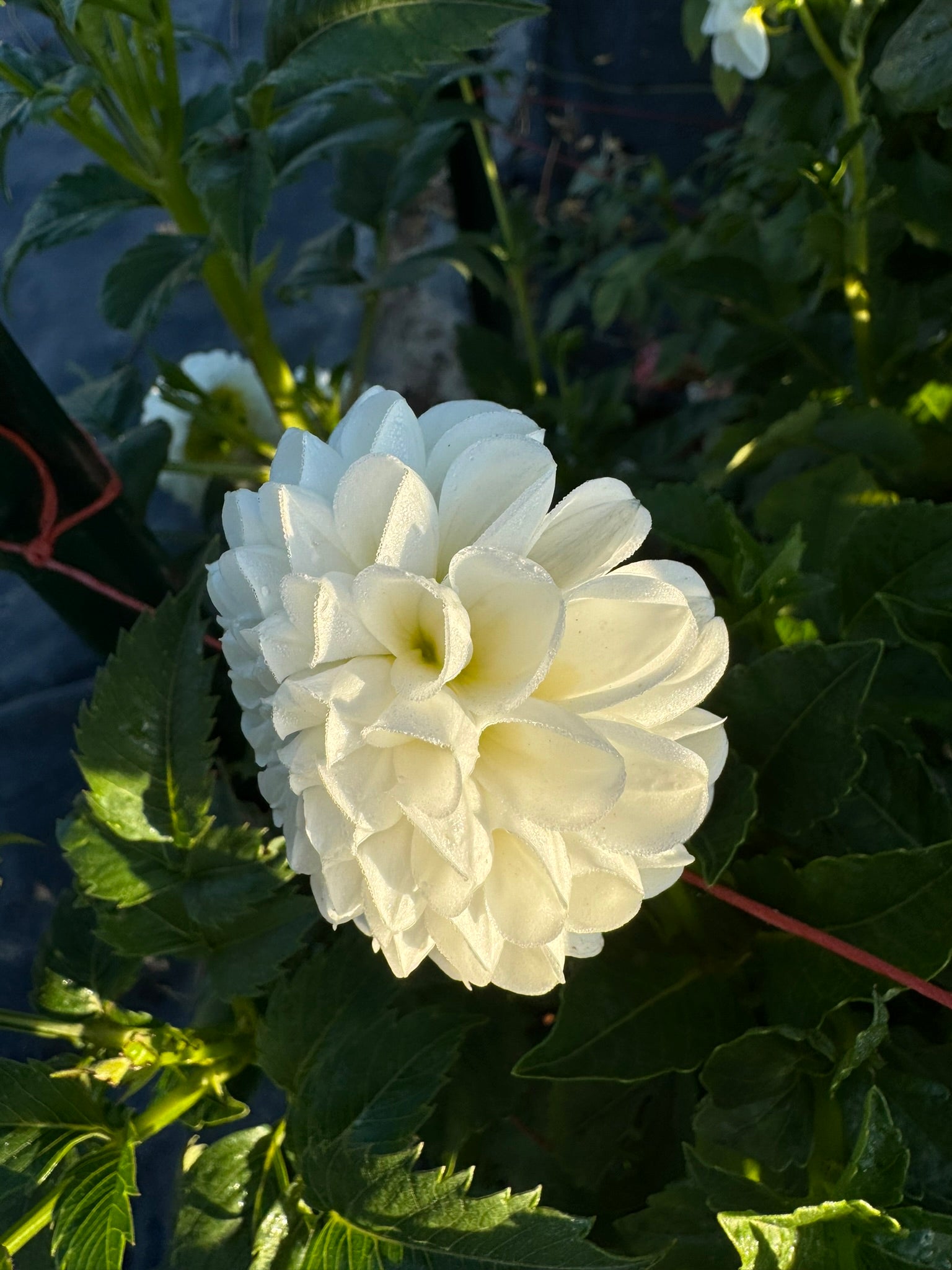Solo- Single Dahlia Tuber