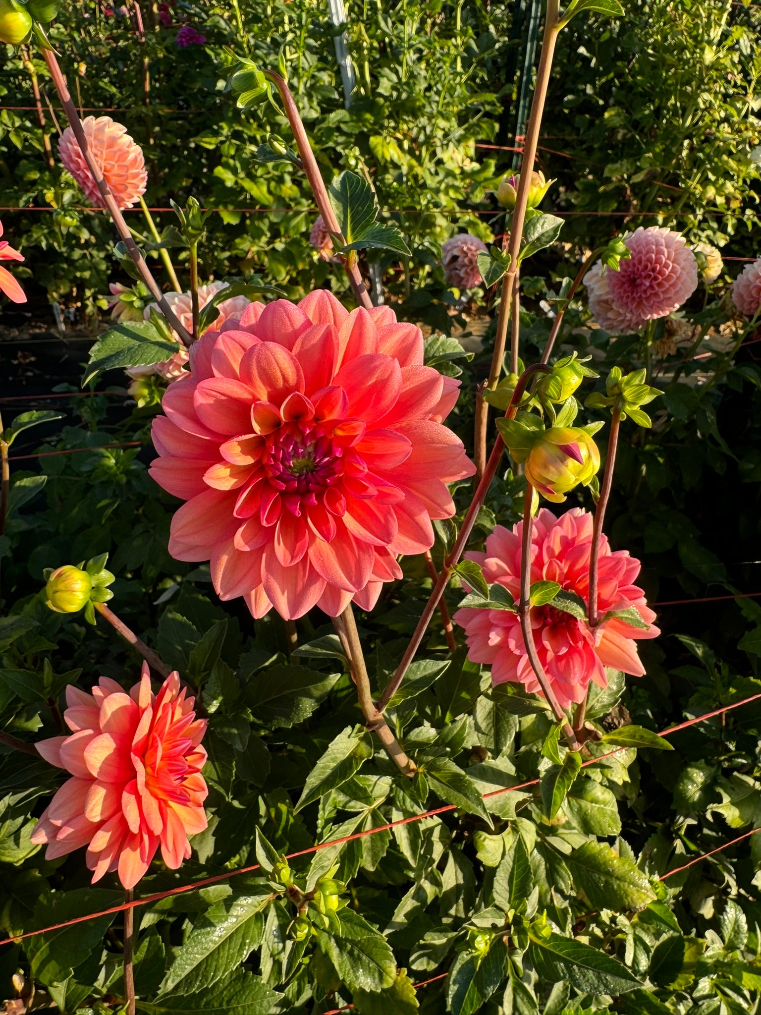 Great Silence- Single Dahlia Tuber