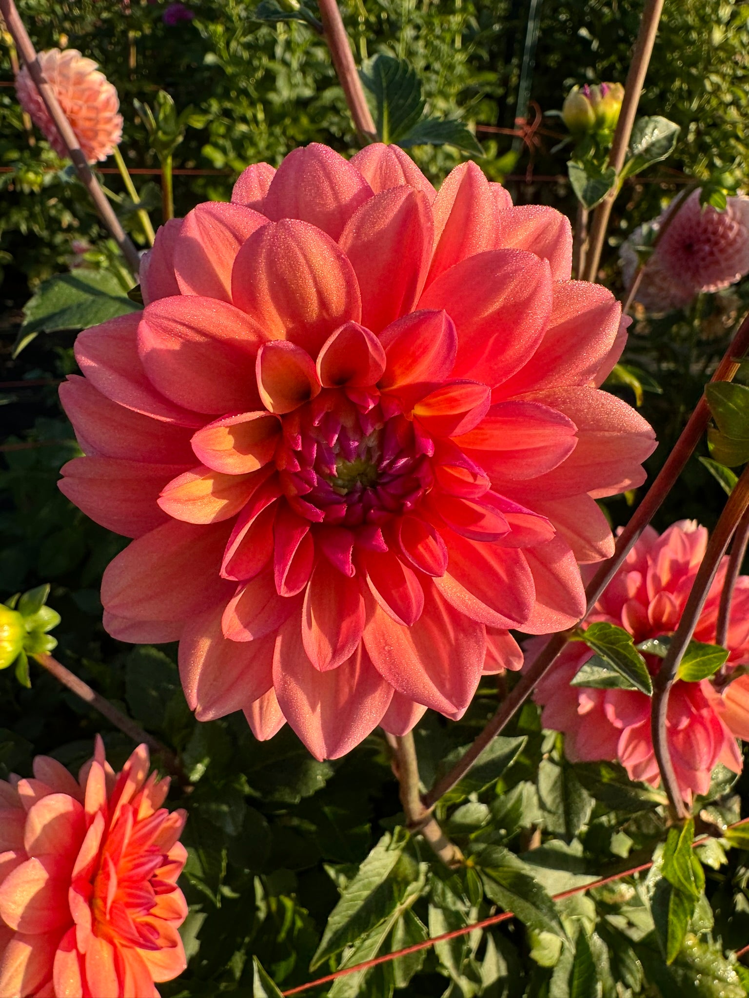 Great Silence- Single Dahlia Tuber