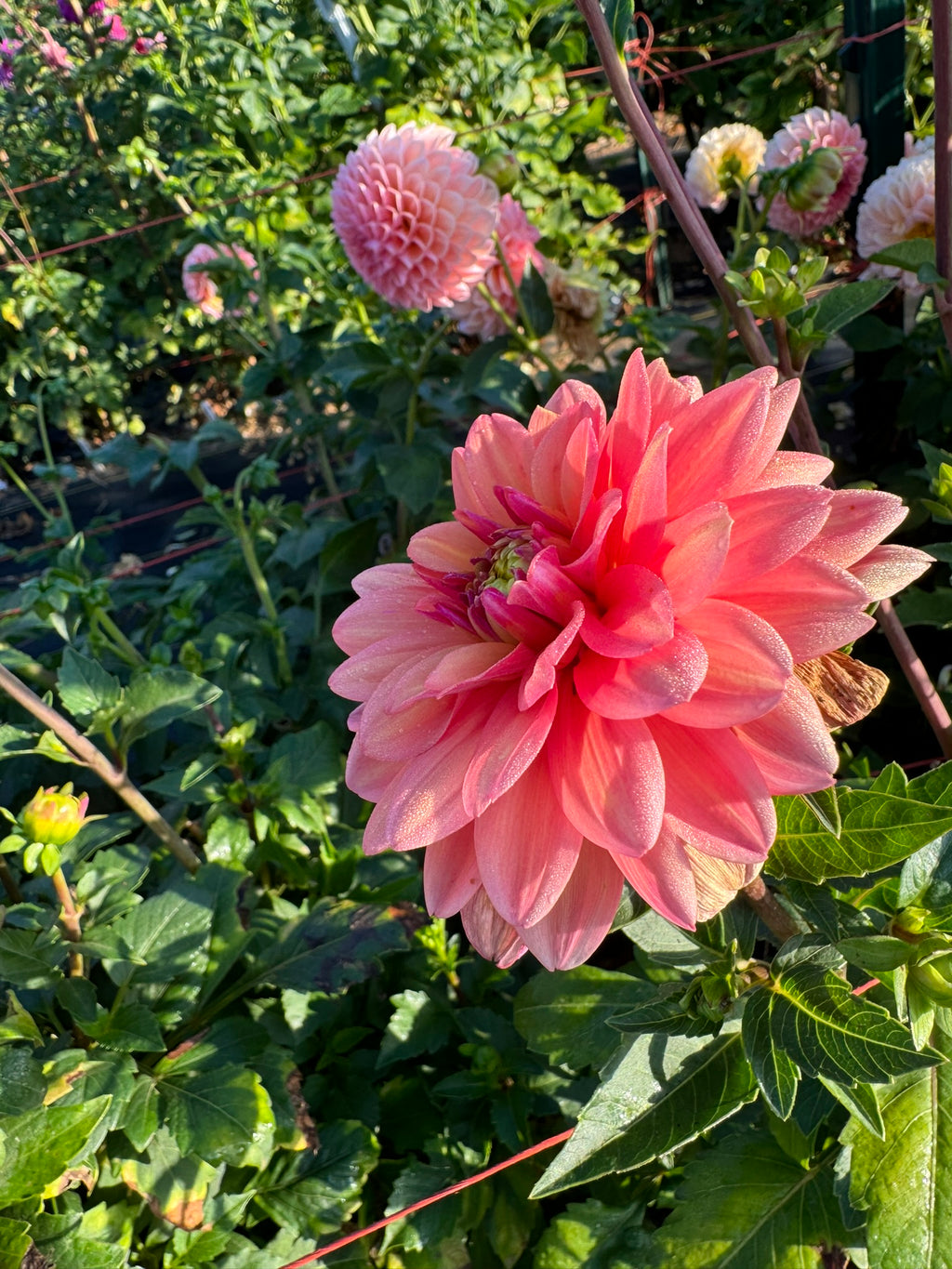 Great Silence- Single Dahlia Tuber