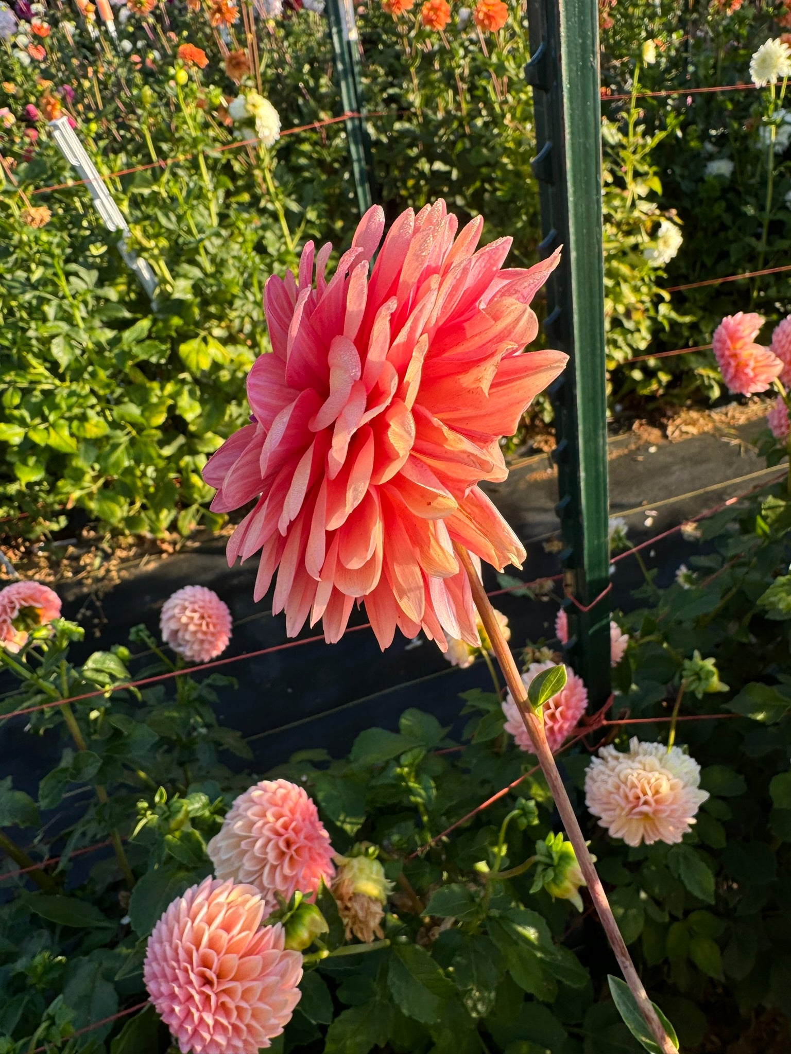 Great Silence- Single Dahlia Tuber