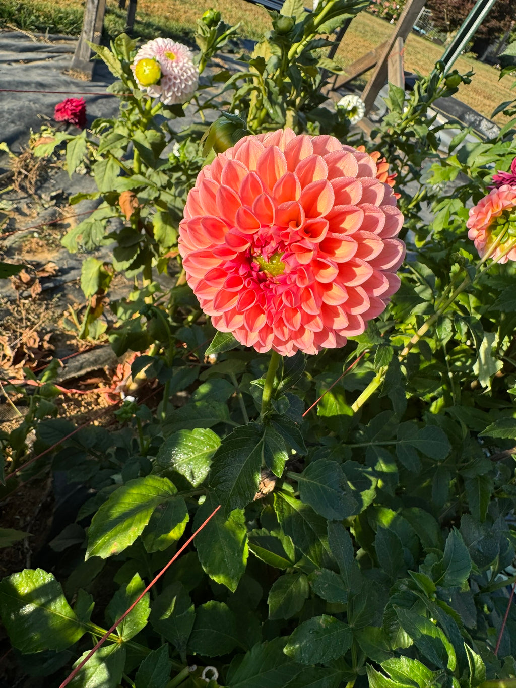 Linda's Baby- Single Dahlia Tuber