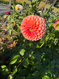 Linda's Baby- Single Dahlia Tuber