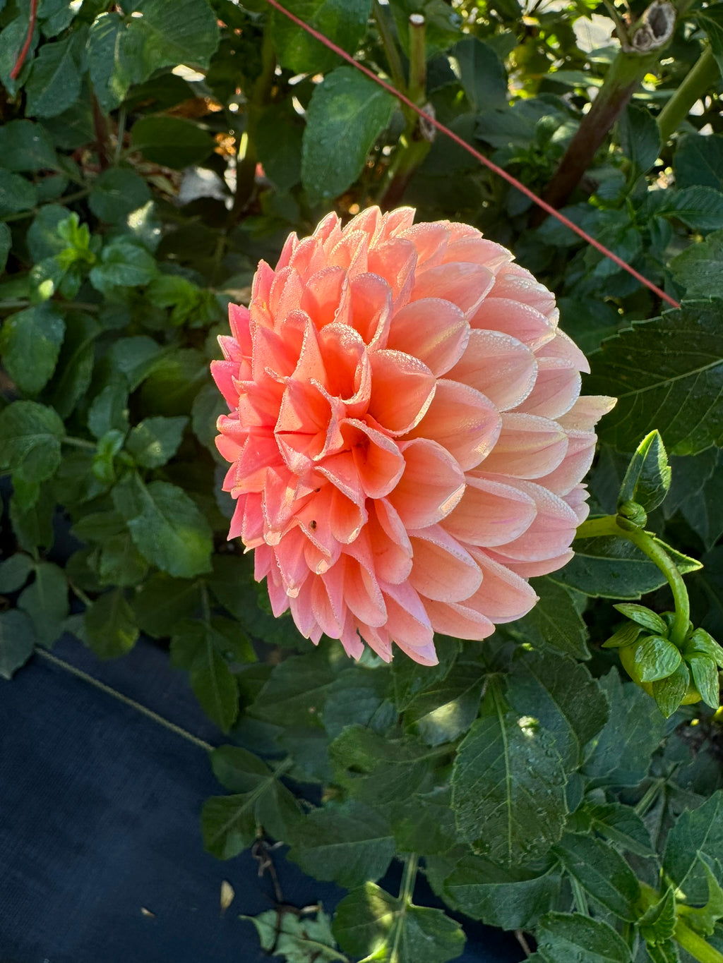 Linda's Baby- Single Dahlia Tuber
