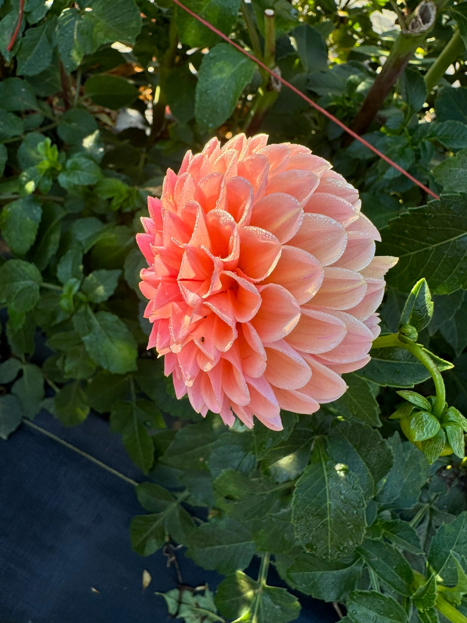 Linda's Baby- Single Dahlia Tuber