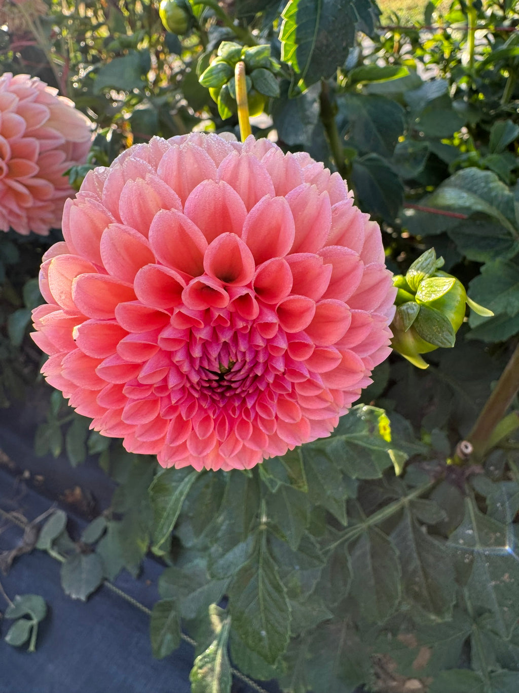 Linda's Baby- Single Dahlia Tuber
