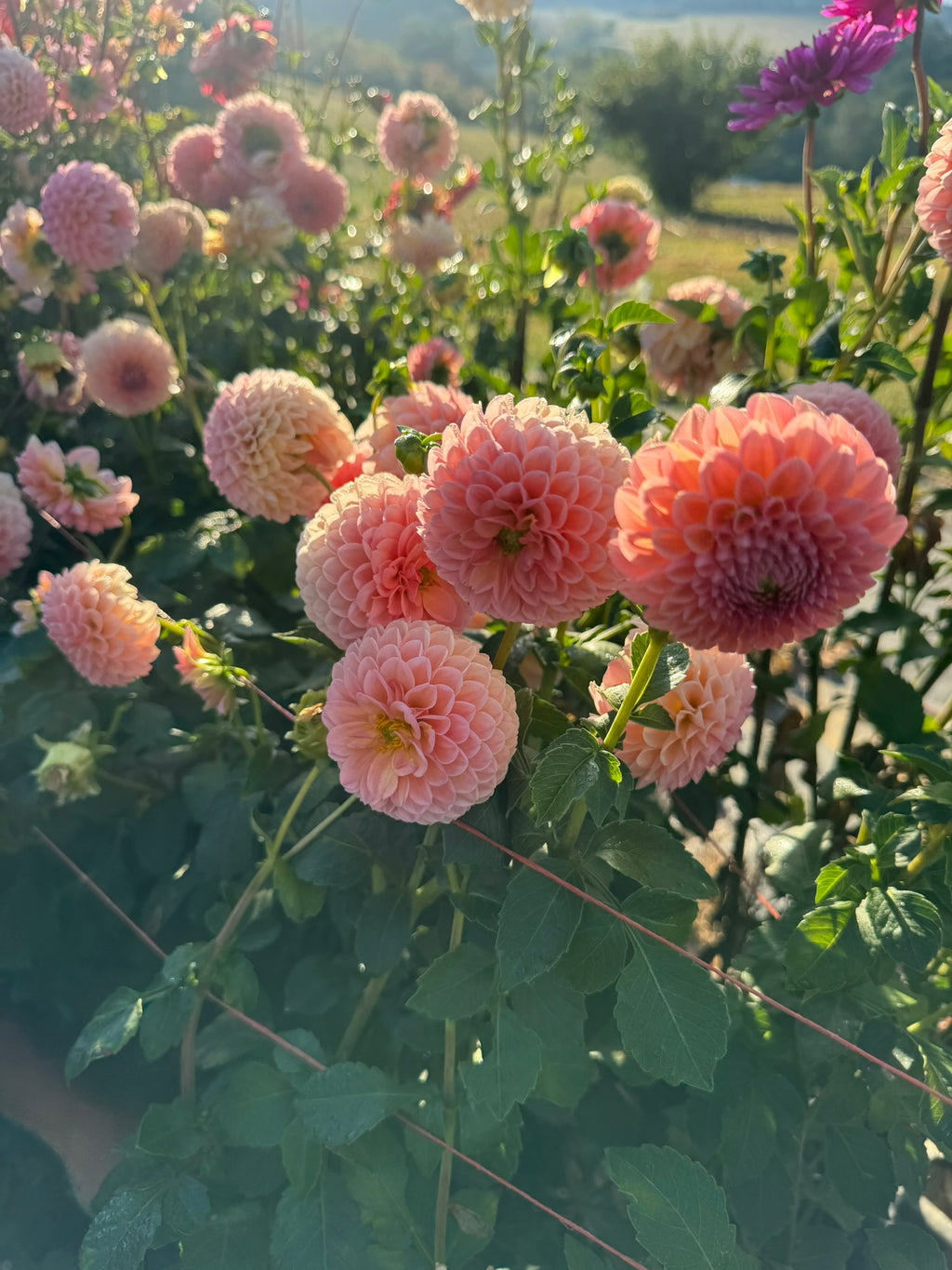 Linda's Baby- Single Dahlia Tuber