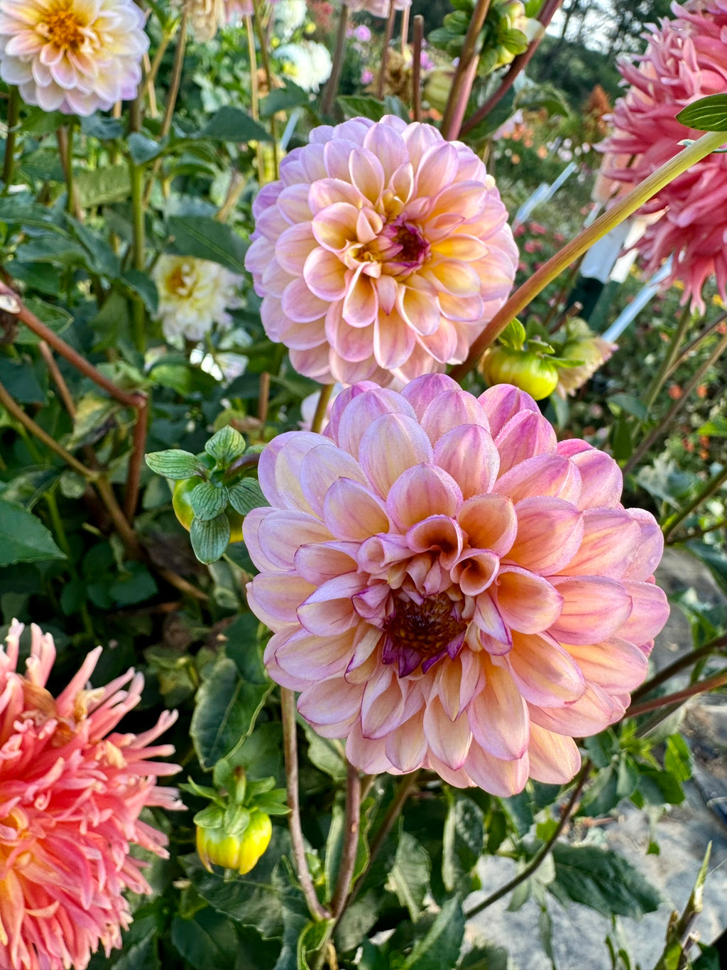 Wine-Eyed Jill- Single Dahlia Tuber