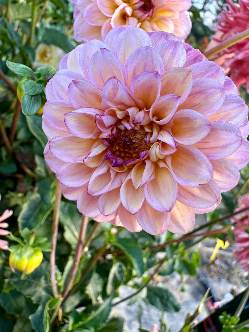 Wine-Eyed Jill- Single Dahlia Tuber