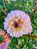 Wine-Eyed Jill- Single Dahlia Tuber