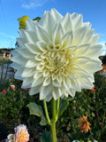 Allie White - Single Dahlia Tuber