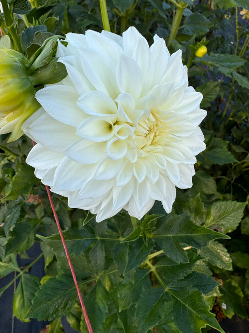 Allie White - Single Dahlia Tuber