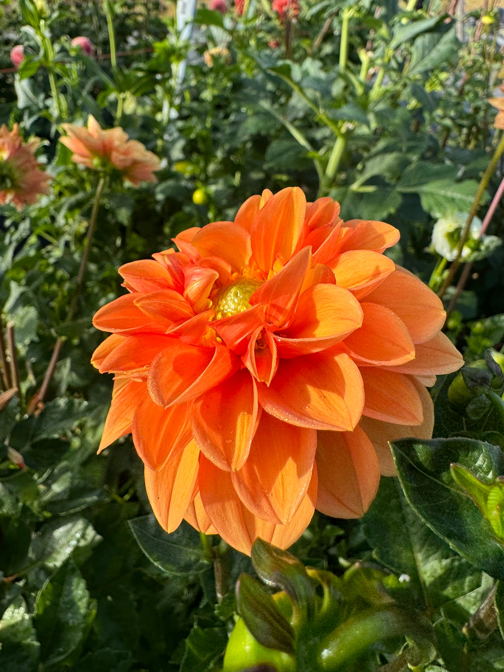 Maarn- Single Dahlia Tuber