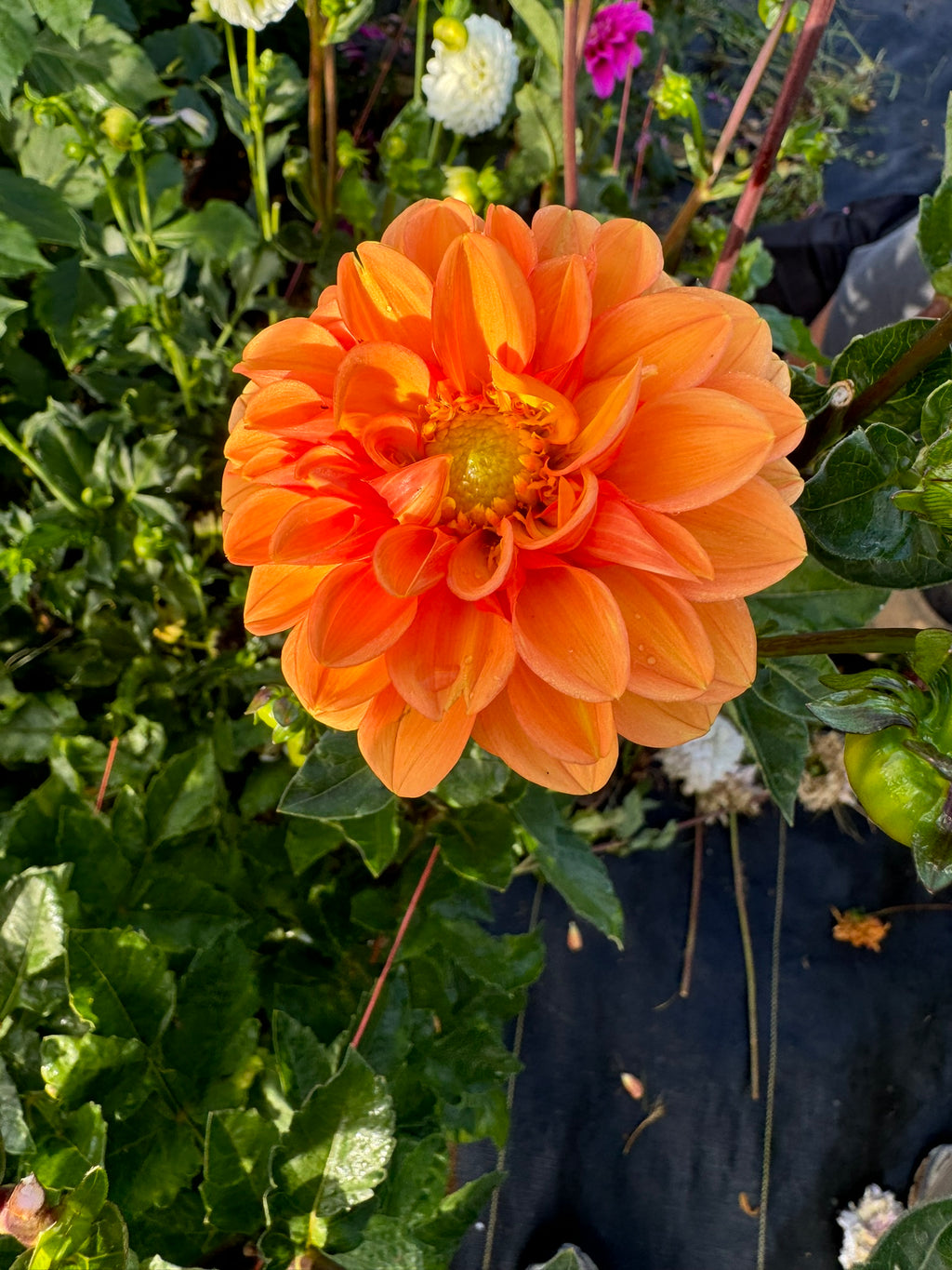 Maarn- Single Dahlia Tuber
