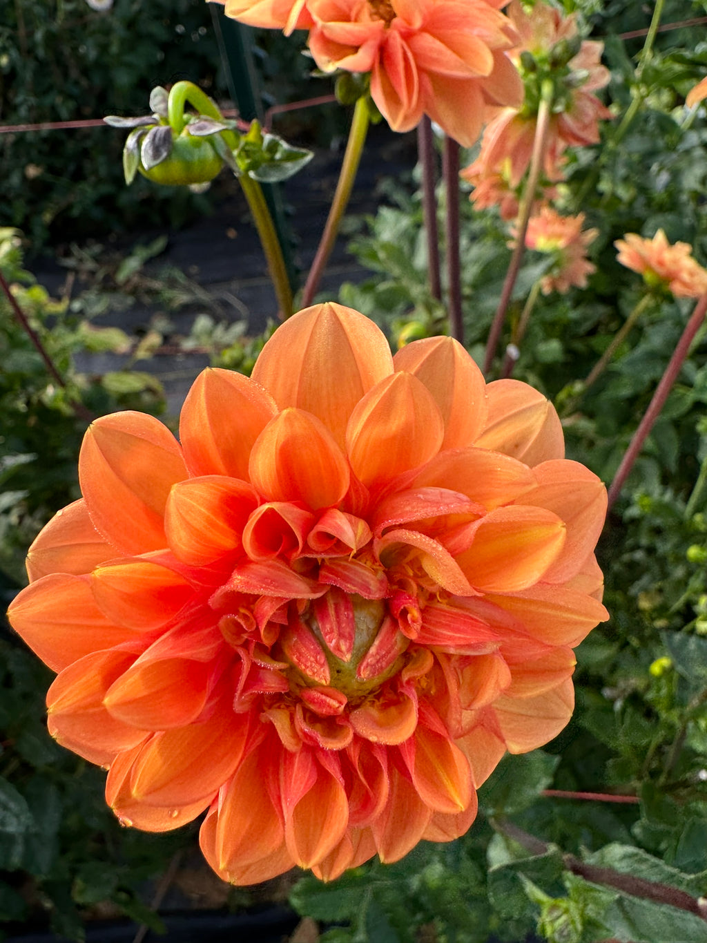 Maarn- Single Dahlia Tuber