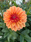 Ferncliff Copper- Single Dahlia Tuber