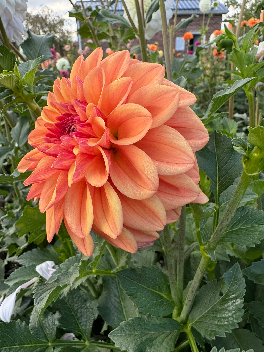 Ferncliff Copper- Single Dahlia Tuber